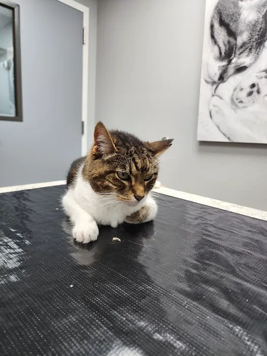 Mulberry Grove Animal Hospital 4