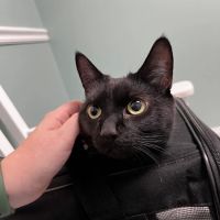 Oxford Animal Hospital ico