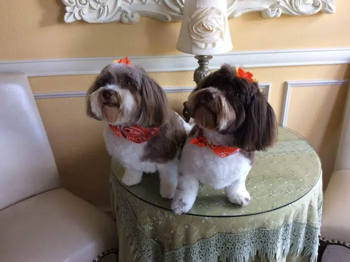 Village Pet Villas 6