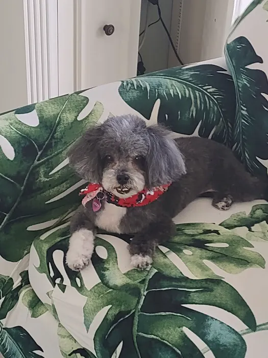 Village Pet Villas 8