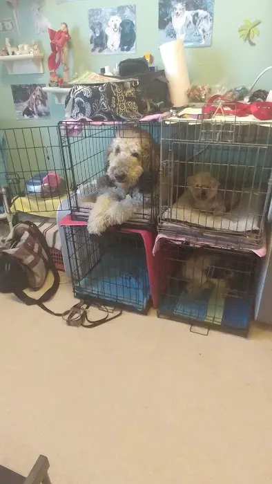 Village Pet Villas 7
