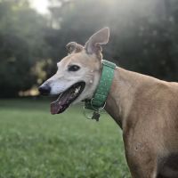 Happy Tails Pet Clinic ico