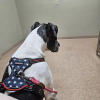 Lake Panasoffkee Animal Clinic ico