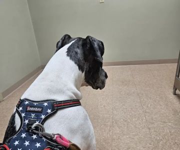 Lake Panasoffkee Animal Clinic