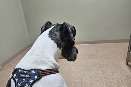 Lake Panasoffkee Animal Clinic