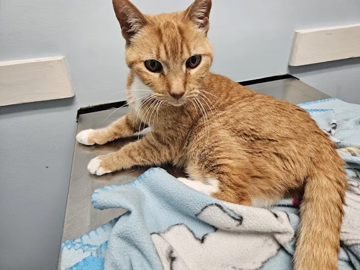 Live Oak Animal Clinic 5