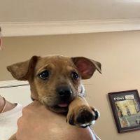 Camelot Animal Hospital ico