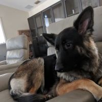 Pupsicles, LLC ico