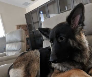 Pupsicles, LLC