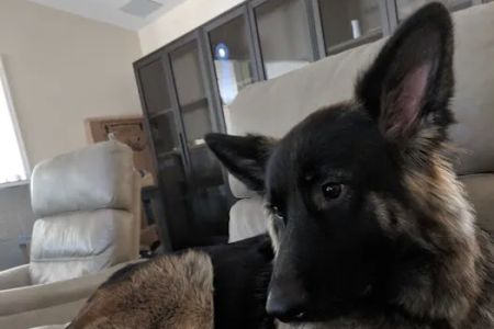 Pupsicles, LLC