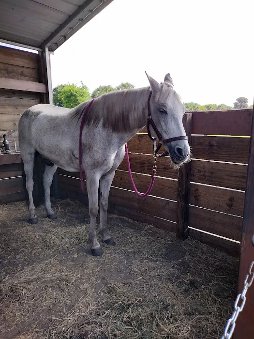 Central Florida Large Animal Veterinary Services (CFLA, LLC) 5