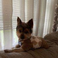 Narcoossee Animal Hospital ico