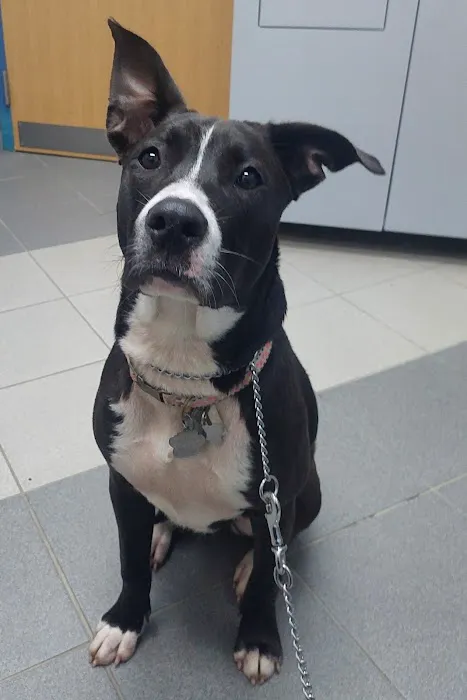 Saint Francis Animal Hospital 3