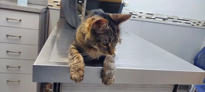 Saint Francis Animal Hospital 6