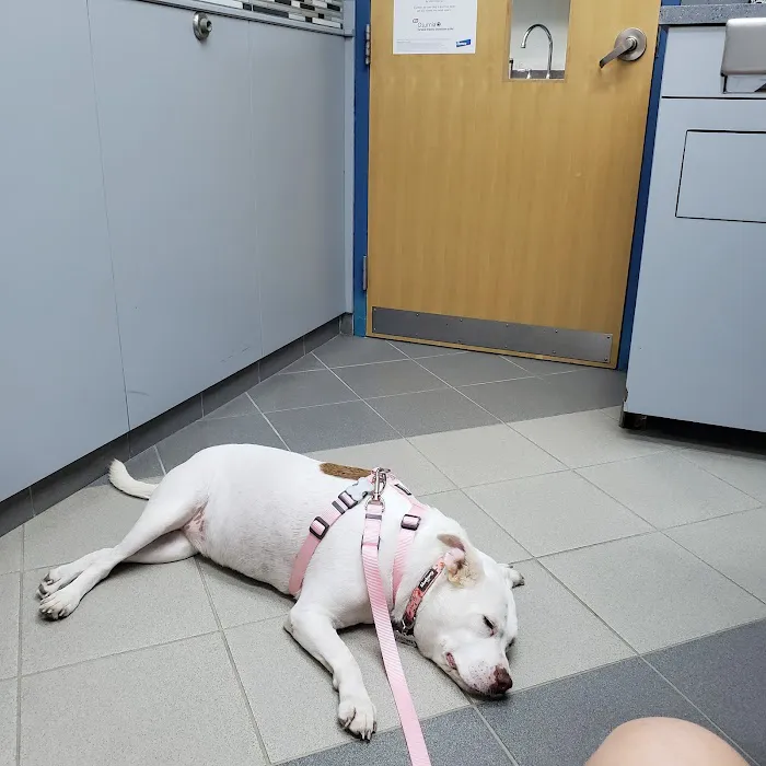 Saint Francis Animal Hospital 7