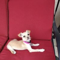 Pet Vaccination Clinic at Tractor Supply Co. ico