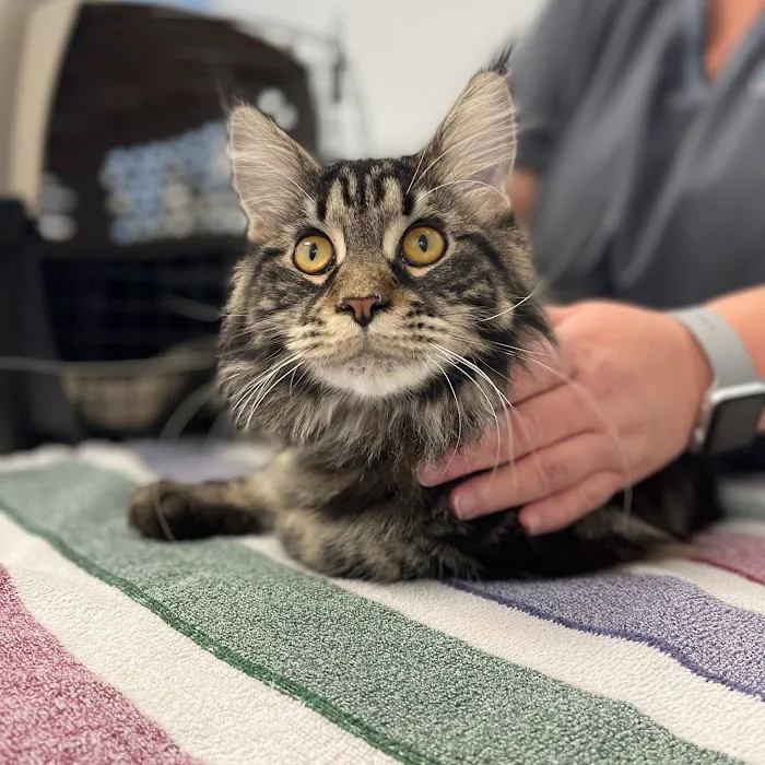 Lakeland Animal Clinic 12