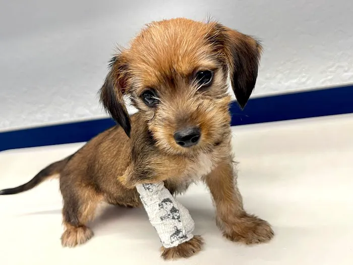 Lakeland Animal Clinic 12