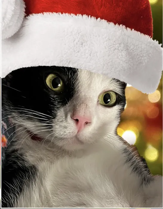 Paws Plus Veterinary 1