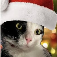 Paws Plus Veterinary ico