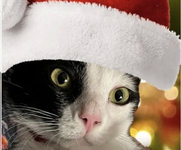 Paws Plus Veterinary