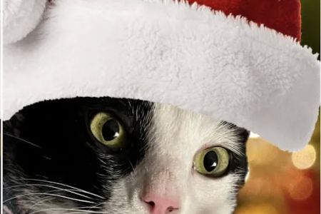 Paws Plus Veterinary