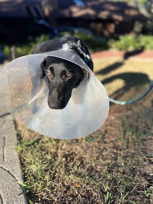 Paws Plus Veterinary 10