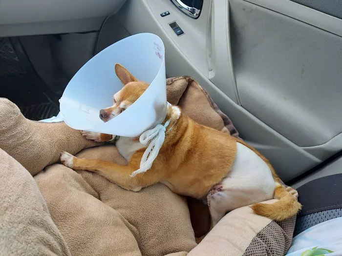 SPCA Florida Medical Center 7