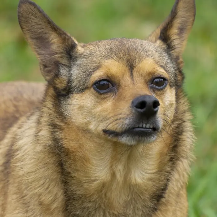 SPCA Florida Medical Center 8