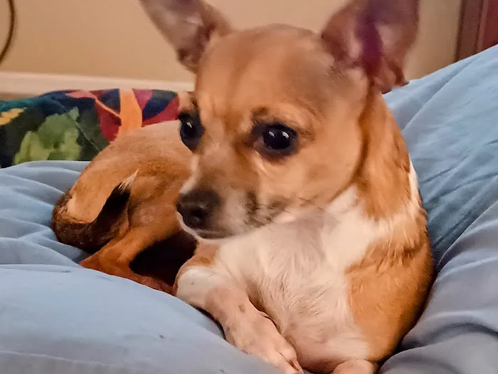 TLC PetSnip, Inc 8