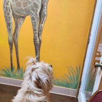 Dade City Animal Clinic ico
