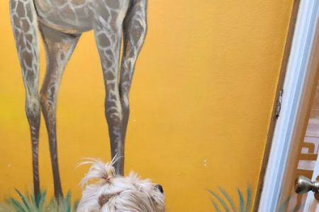 Dade City Animal Clinic