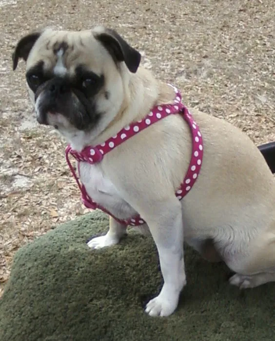 Blake Veterinary Hospital 12