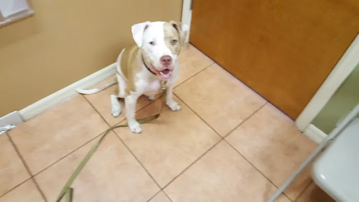 San Antonio Animal Hospital 12