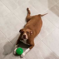 San Antonio Animal Hospital ico