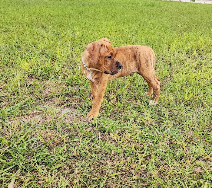 San Antonio Animal Hospital 12