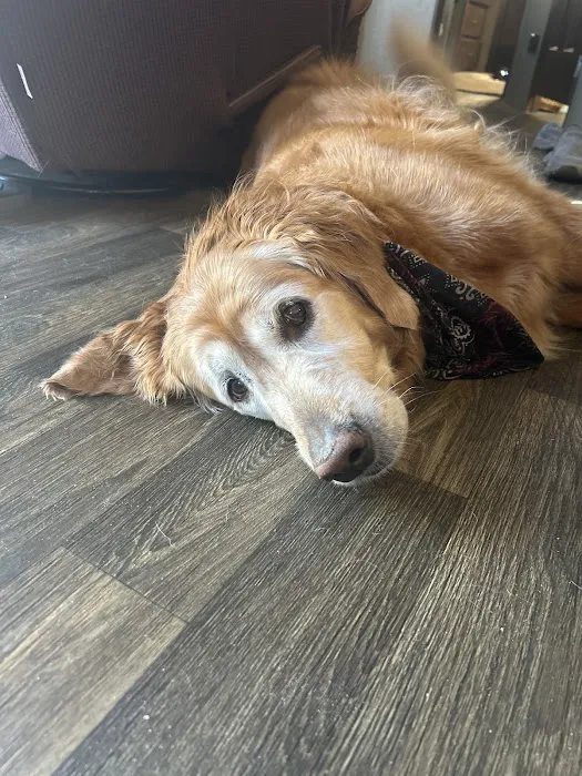 Watson's Friends Animal Hospital 12