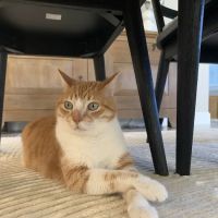 Watson's Friends Animal Hospital ico