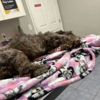 Kathleen Animal Hospital: Stansberry Christopher DVM ico
