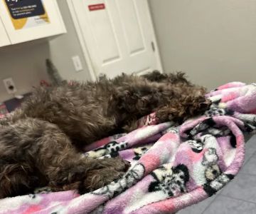 Kathleen Animal Hospital: Stansberry Christopher DVM