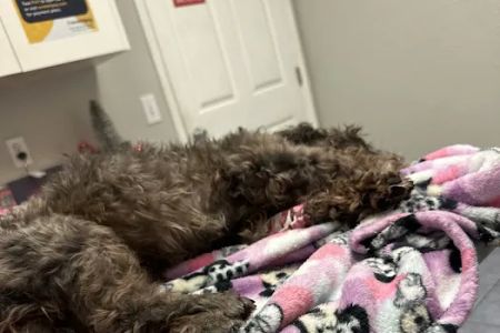 Kathleen Animal Hospital: Stansberry Christopher DVM