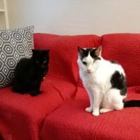 Pasco Veterinary Imaging Center ico