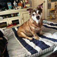 Animal Hospital of Regency Park ico