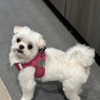 Braden River Animal Hospital ico