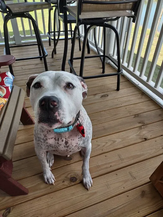 Braden River Animal Hospital 6