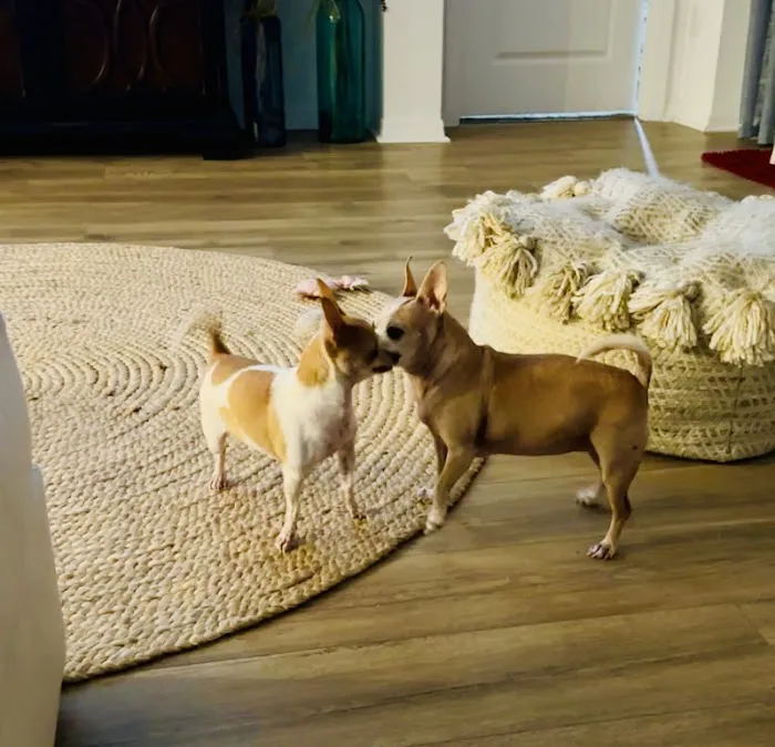 Dr. Nina's Animal Hospital Parrish 3