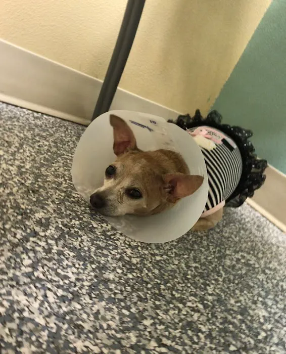 Dr. Nina's Animal Hospital Parrish 1