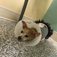 Dr. Nina's Animal Hospital Parrish ico