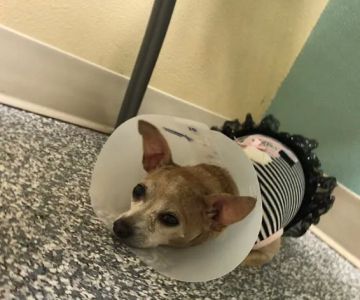 Dr. Nina's Animal Hospital Parrish
