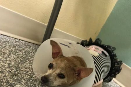 Dr. Nina's Animal Hospital Parrish